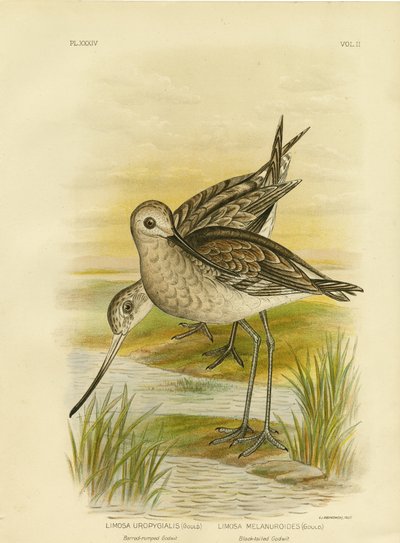 Aguja Colinegra, 1891 de Gracius Broinowski